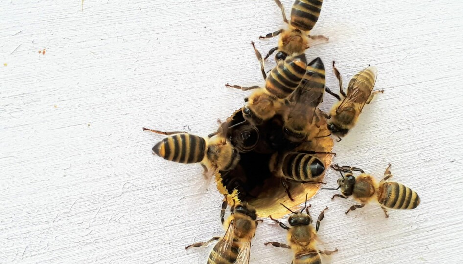 KI FOR BIER: Ved hjelp av blant annet kunstig intelligens skal initiativet Beelab hjelpe biebestanden i Sverige. (Foto: Unsplash)
