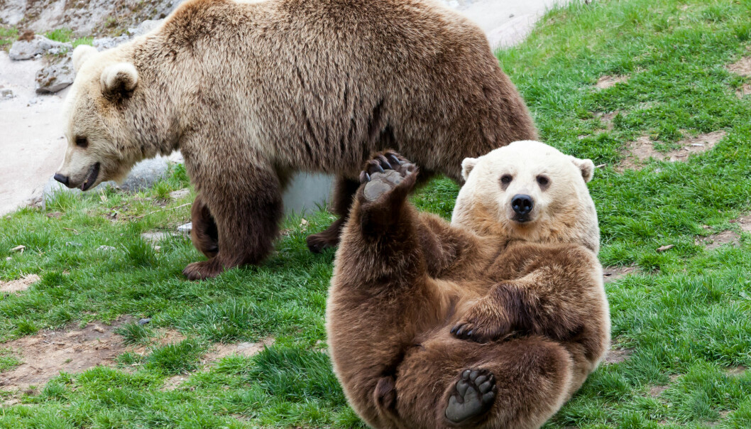BJØRNER OG DATA: Flå håper på bedret turisme gjennom dataanalyse. Det er bjørnene i Bjørneparken helt sikkert fornøyd med. (Foto: Istock)