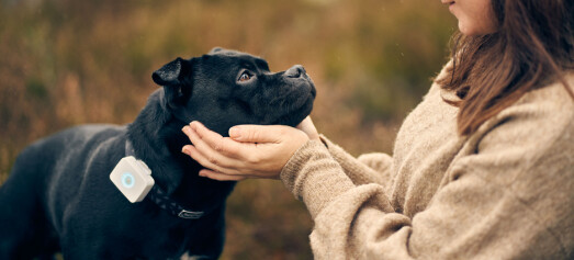KI kan vise om hunden din er urolig uten deg