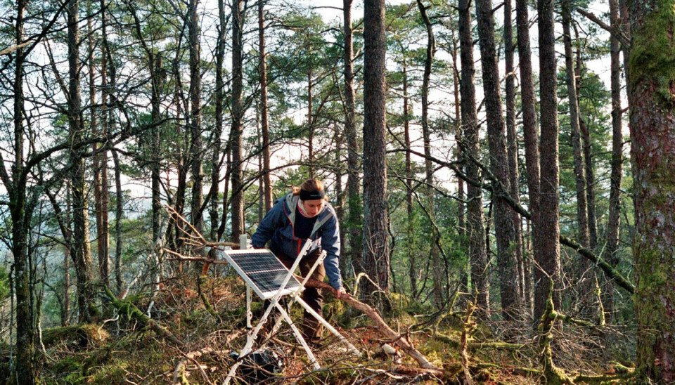 MONTERING: Carolyn Rosten monterer lydlogger og solcellepanel i skogen. (Foto: Carolyn Rosten/NINA) MONTERING: Carolyn Rosten monterer lydlogger og solcellepanel i skogen. (Foto: Carolyn Rosten/NINA)