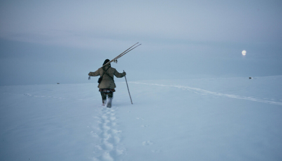 ARKIV: Fra arkivet til den nye portalen Nuohtti, her ved Arkivverket,Samisk arkiv og Erik Borgs foto. Guođoheaddji sabehiiguin /Reingjeter med ski.( Foto: Erik Borg) ARKIV: Fra arkivet til den nye portalen Nuohtti, her ved Arkivverket,Samisk arkiv og Erik Borgs foto. Guođoheaddji sabehiiguin /Reingjeter med ski.( Foto: Erik Borg)