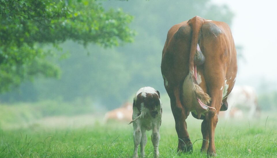 SAMMEN: En ny app, utviklet av Veterinærinstituttet, kan gjøre det enklere å la ku og kalv være sammen lenger. (Foto: Unsplash) SAMMEN: En ny app, utviklet av Veterinærinstituttet, kan gjøre det enklere å la ku og kalv være sammen lenger. (Foto: Unsplash)