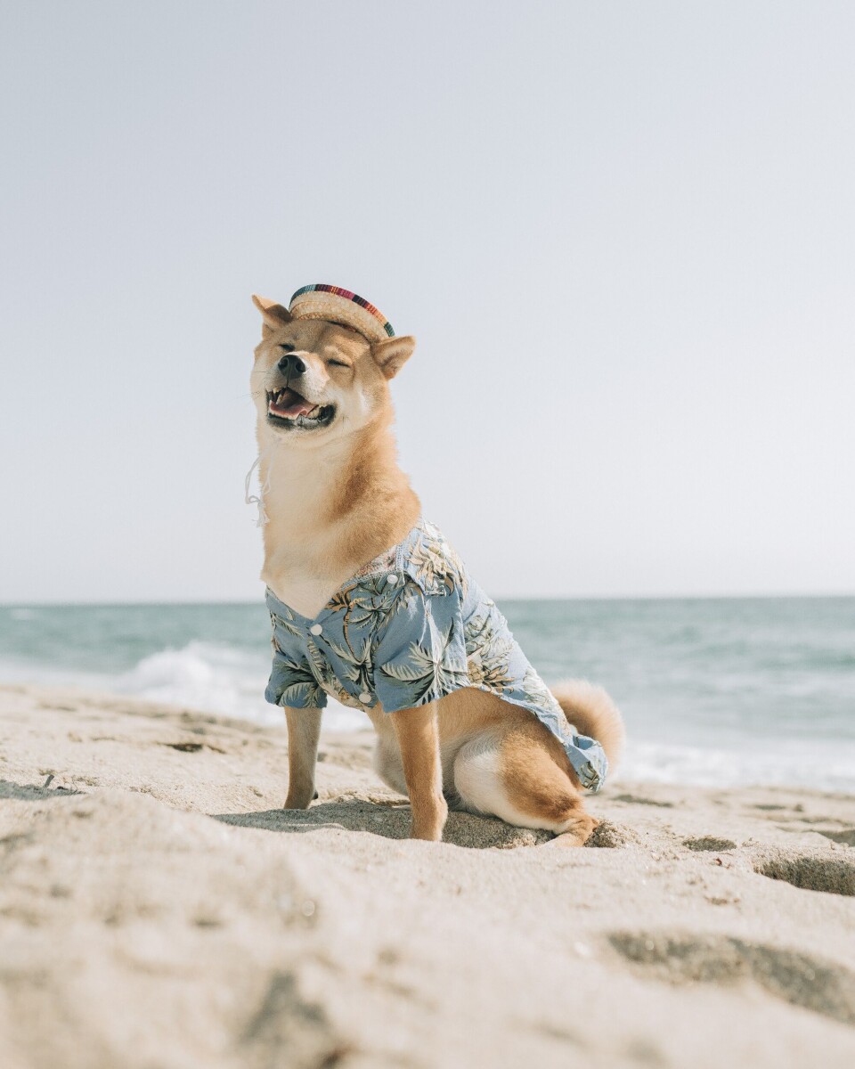 DRØMMEN BRAST: Det var dette Fido drømte om, men han fikk ikke lov til å være med å jage løskatter på stranda i syden. (Foto: Unsplash)