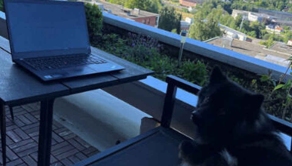 HJELPER TIL: Hunden Multe hjelper til når Elisabeth Aspaas Runsjø fra BDO Advokater lader batteriene på hjemmekontoret. (Foto: Privat)