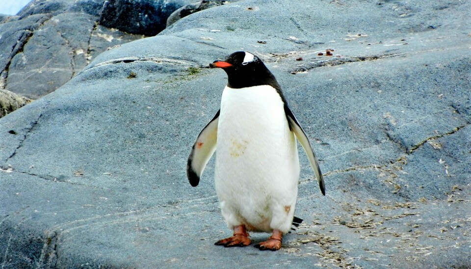 URO: Linus Torvalds setter skapet på plass i pingvin-land. (Foto: Jay Ruzesky/Unsplash) Pingvin. (Foto: Jay Ruzesky/Unsplash)