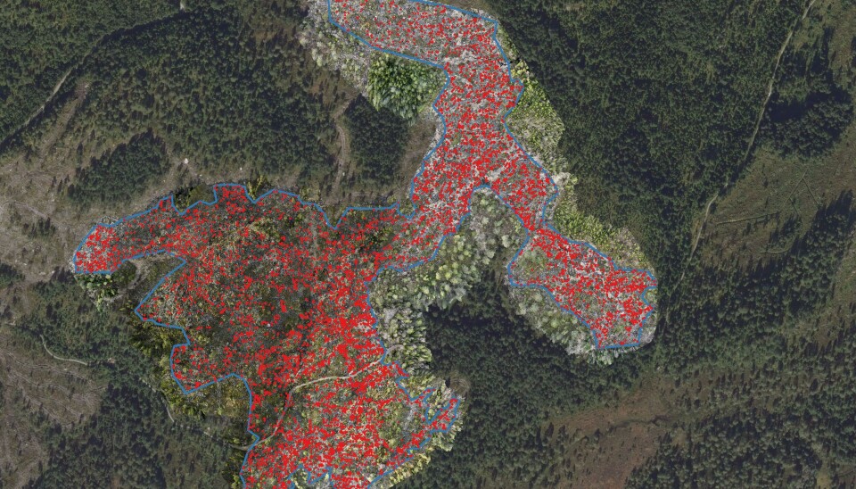 KARTLEGGER: Testen ble gjennomført spesifikt for å kartlegge skogplanting etter hogst, men teknologien har potensiale på flere andre oppgaver i skogforvaltningen. Her et bilde av hogstflate med plantedeteksjon. (Foto: Landbruksdirektoratet)