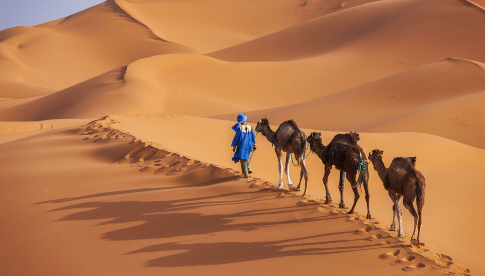 ØRKENVANDRING: Hvis vi sovner inn i en verden der både generering og tolkning av data gjøres av kunstig intelligens, har vi i realiteten lagt ut på en ørkenvandring. (Foto: Istock)