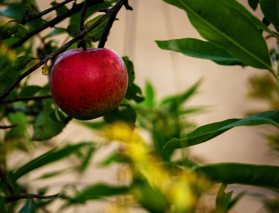 ALENE: Det hjelper kanskje ikke å levere noe fantastisk, når du er det siste eplet i treet. (Foto: Camarauthor / Unsplash)