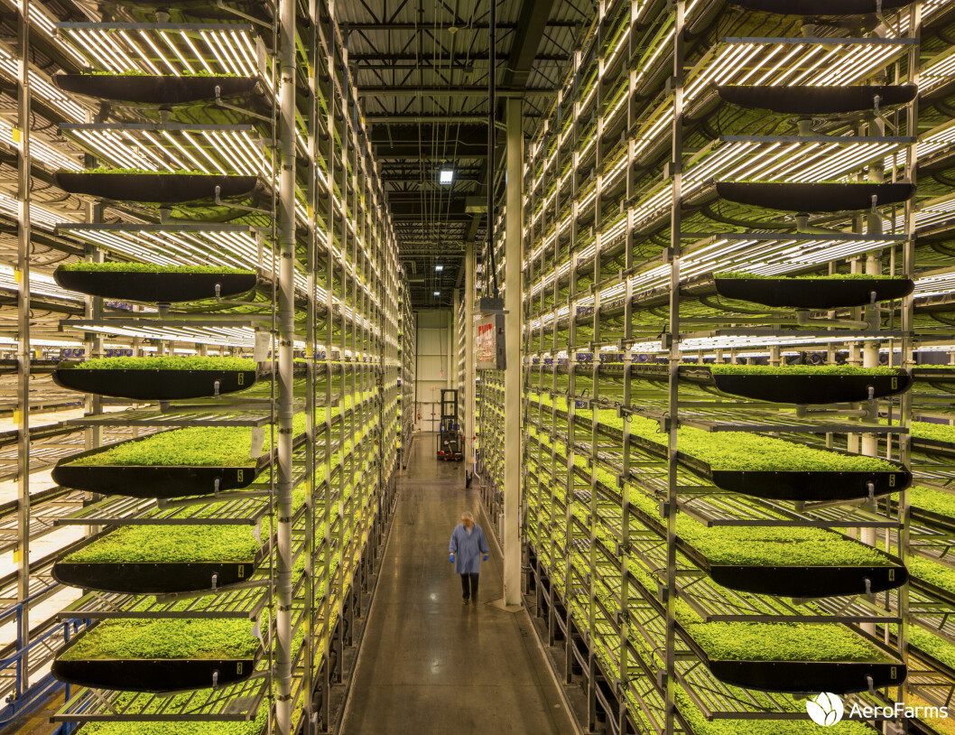 BØNDER MED HÅRNETT: Her dyrkes IOT-salat i en «vertikal farm» i en nedlagt fabrikkbygning like utenfor New York. De som holder oppsyn med veksten, har gummihansker og hårnett som en del av arbeidsantrekket. (Foto: Aerofarms)