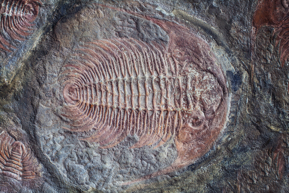 SAKTE EVOLUSJON: Et eksempel på sakte evolusjon er trilobittene. De endret seg lite gjennom millioner av år. Foto: Colourbox