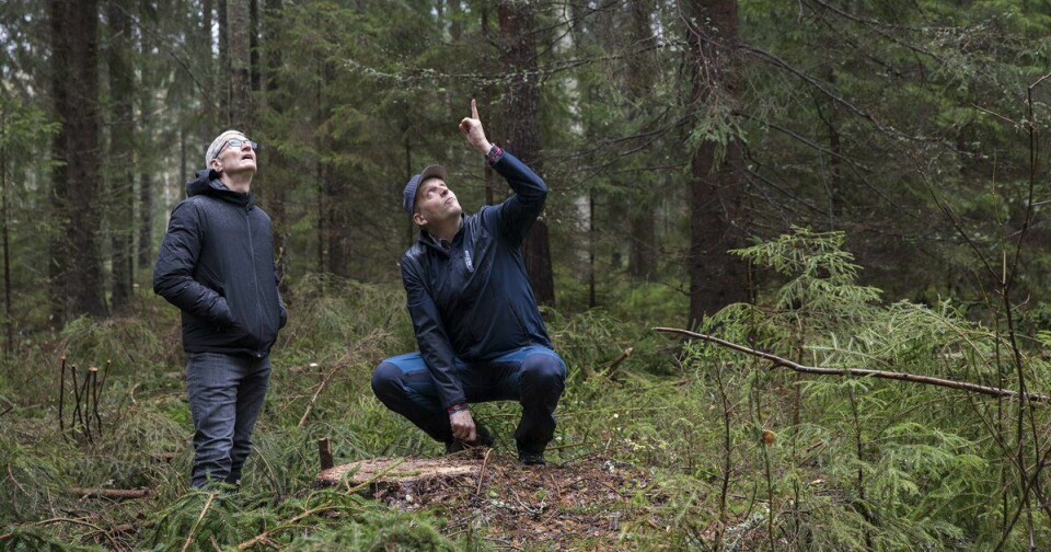 PAY: Alt godt kommer fra oven, eksemplifisert av Tim Cook i de svenske skoger (Foto: Tim Cook / Twitter)