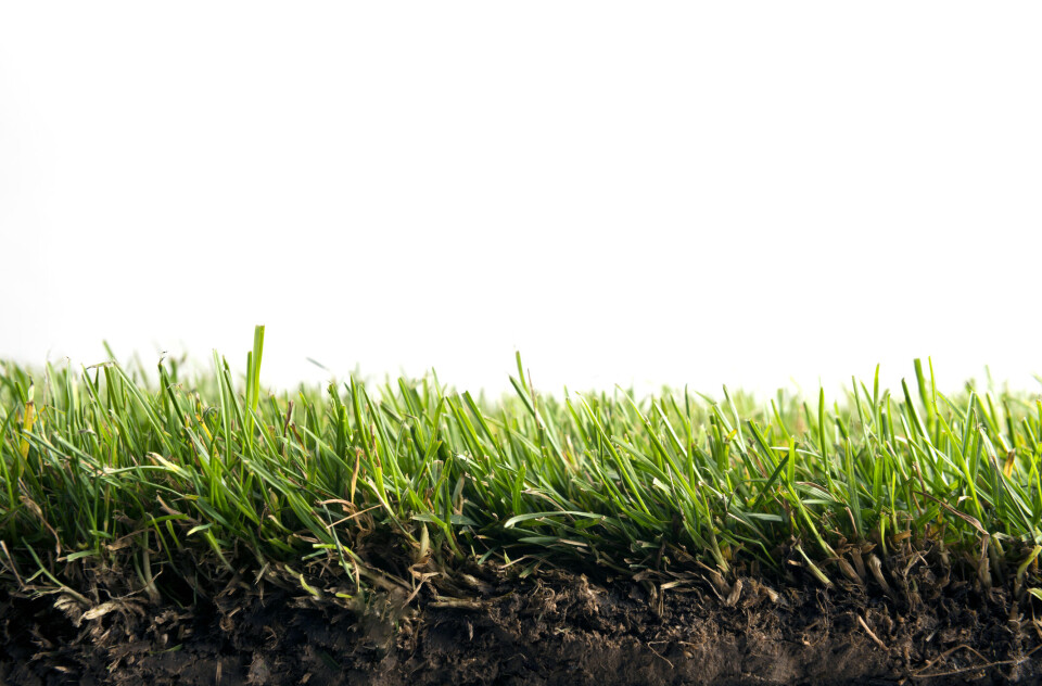 GRASROTA: Hvorvidt innovasjon skal finne sted avhenger først og fremst av medarbeiderne i disse virksomhetene, dernest av hvorvidt virksomheten selv skaper rammebetingelser for innovasjon. Foto: Istockphoto) GRASROTA: Hvorvidt innovasjon skal finne sted avhenger først og fremst av medarbeiderne i disse virksomhetene, dernest av hvorvidt virksomheten selv skaper rammebetingelser for innovasjon. Foto: Istockphoto)