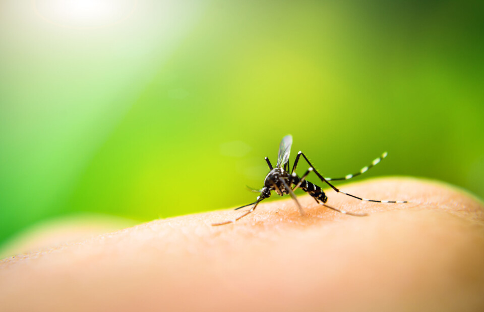 RESISTENT: Malariaparasitter som er resistente mot den eneste medisinen mot sykdommen sprer seg. Stordataanalyse av folkebevegelser hentet fra mobilnettet kan begrense dette. (Foto: Istock) RESISTENT: Malariaparasitter som er resistente mot den eneste medisinen mot sykdommen sprer seg. Stordataanalyse av folkebevegelser hentet fra mobilnettet kan begrense dette. (Foto: Istock)