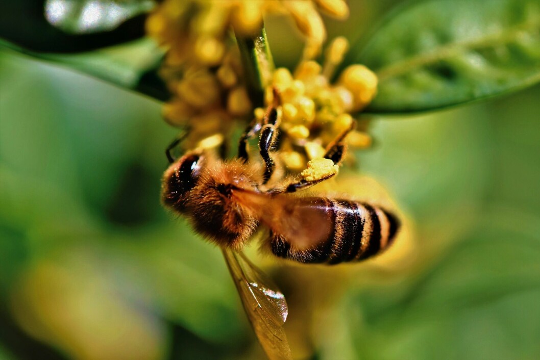 BIEDAGEN: I dag feirer vi verdens bier, som er så nødvendige for livet på jorden.
Foto: Pixabay